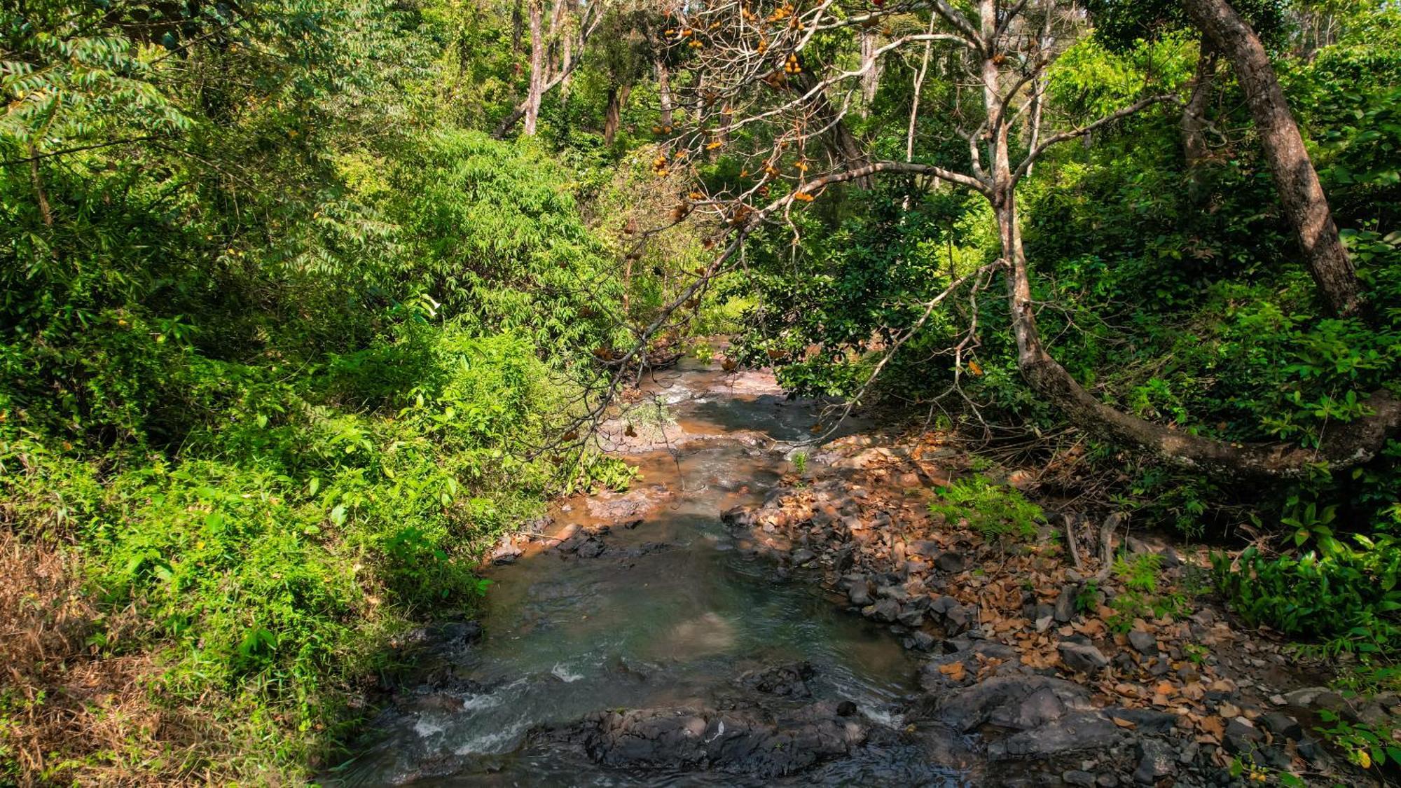 Kingmaker'S Plantation With River Stream Madikeri Kültér fotó